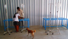 Indian emergency vet clinic.